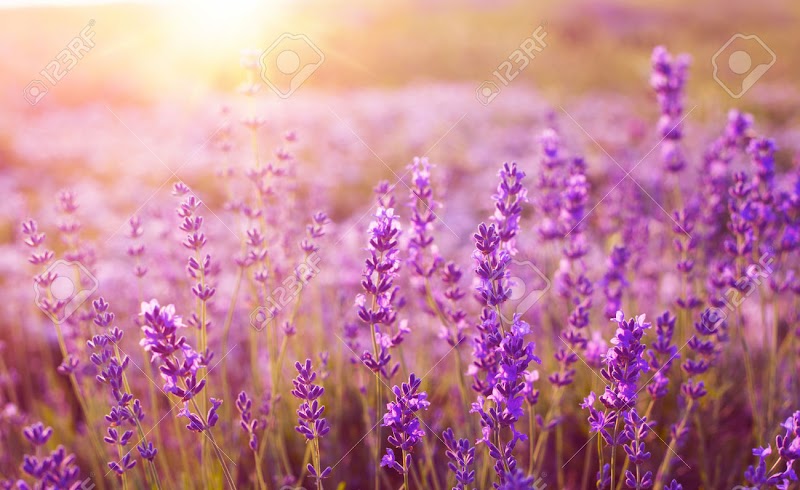 Terkeren Gambar Bunga Lavender Cantik