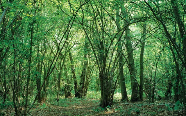 20 of the world's most beautiful trees