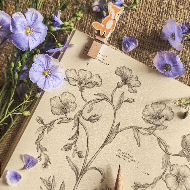 Len-obyknovennyj, Linum usitatissimum, risunok-botanika, flower, small flower, sketchbook, botanical  illustration, nature sketchbook