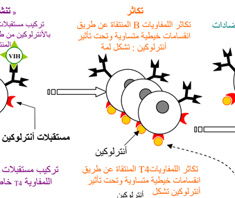 مخطط آلية المناعة النوعية_01