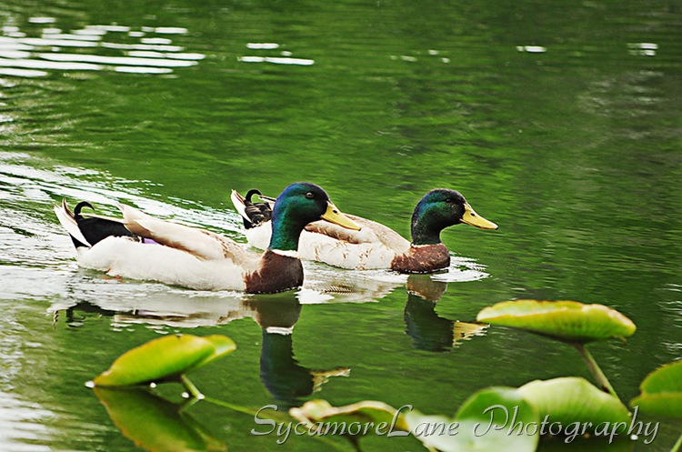 mallards-w