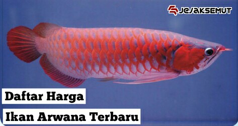 Harga Ikan Arwana Anakan dan Dewasa Semua Jenis Terbaru 