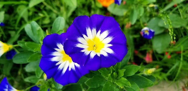 Beautiful Tricolor Flowers