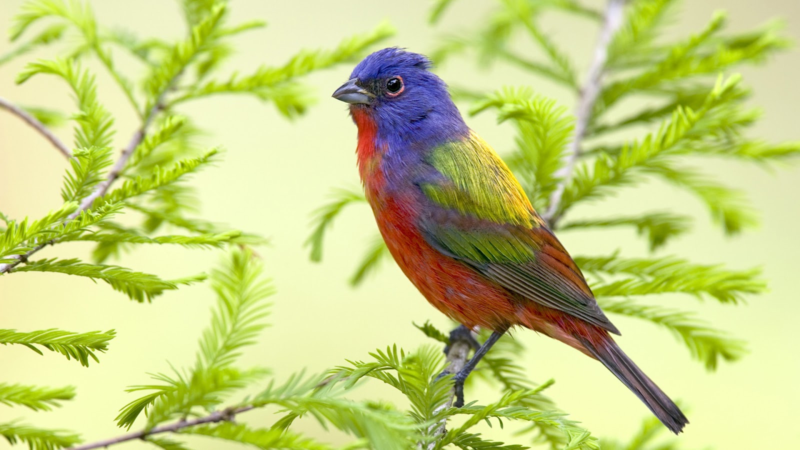 Latest Colorful Birds  HD  desktop wallpapers  Background 