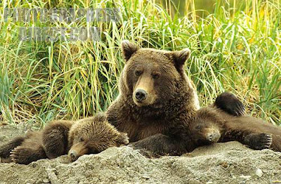 Bears in Alaska