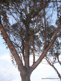 Branches of eucalyptus tree against the blue sky