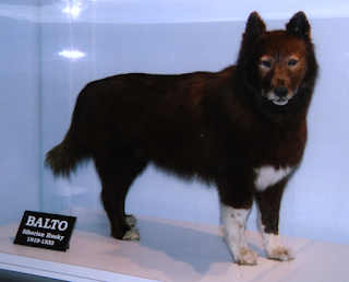 Alsorsa.News | A incrível história de Balto, o Husky Siberiano embalsamado pra se tornar imortal