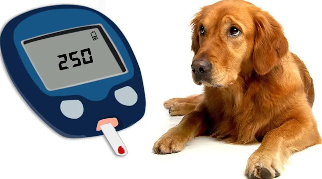 Early Warning Signs of Diabetes in Dogs