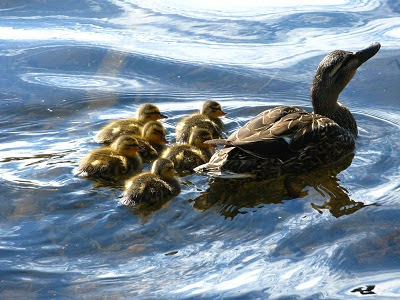 first ducklings of the year