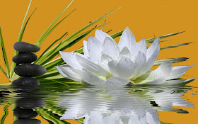 White-lotus-flower-in-water-lovelycollection