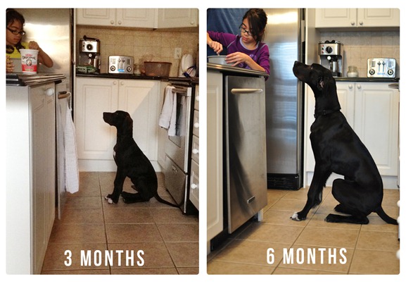 great dane growth