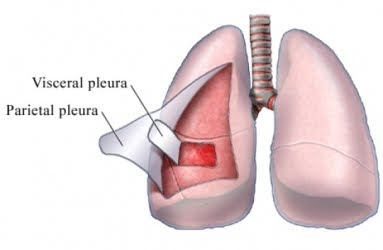 Pleurisy Natural Cures Remedies, Health Care Tips, Health Facts