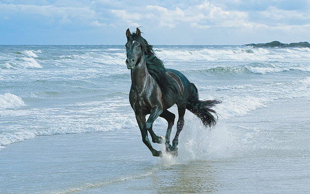 a black horse wallpapers