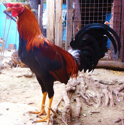 gallo colorado, gallo fino colombiano listo para el combate, entrenamiento de gallos finos