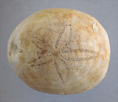 Fossils Sea Urchin Echinoid