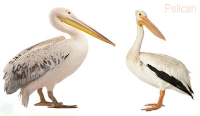 Pelican; গগণবেড়