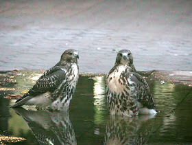 Hawk siblings chilling in a puddle