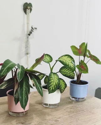 Como utilizar plantas na decoração de interiores