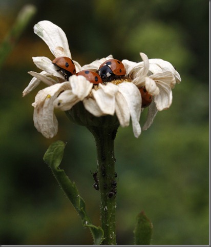 10_07_25_longfield_240_ladybird_ant_defence