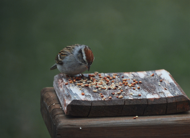 The Flying Clubhouse: Chipping Sparrow