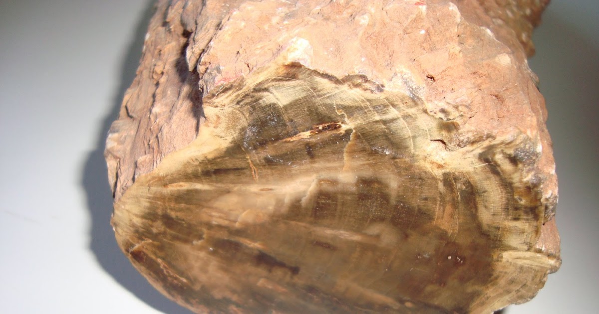 ZAMRUD TECHNOLOGY: (3) Bongkah Fossil Kayu Jadi Batu 