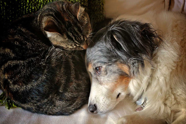 A brown tabby cat curls up asleep next to a sleepy Australian Shepherd dog