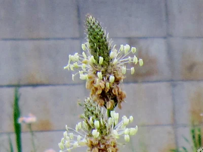 ヘラオオバコの花穂