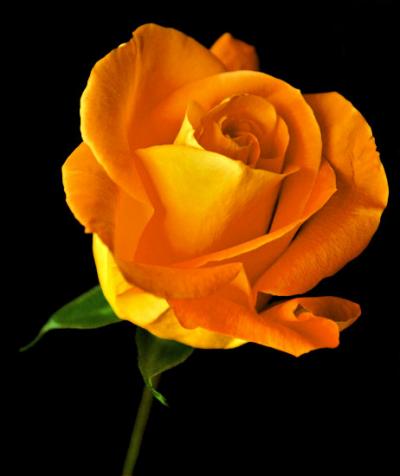 Picture of orange rose flower - Picture of orange rose flower - Download picture of orange rose flower - Picture of different colored rose flower - Rose flower - NeotericIT.com