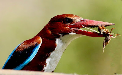 "White-throated Kingfisher - Halcyon smyrnensis, sitting on a branch overlooking a stream below with a prey in its beak."