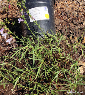 Penstemon 'Margarita BOP'