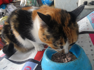 gata comiendo