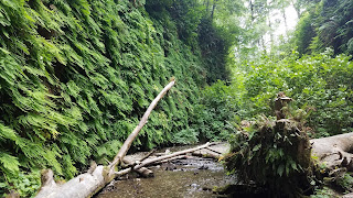 Fern Canyon