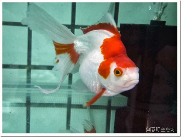 創意眼金魚坊 專營精緻金魚 特殊金魚 買金魚 找金魚 賣金魚請來專業金魚水族館 金魚專賣店 金魚專門店 歡迎有開店時間現場參觀 進魚快訊 新魚搶先看13 9 27 更新增加上價格