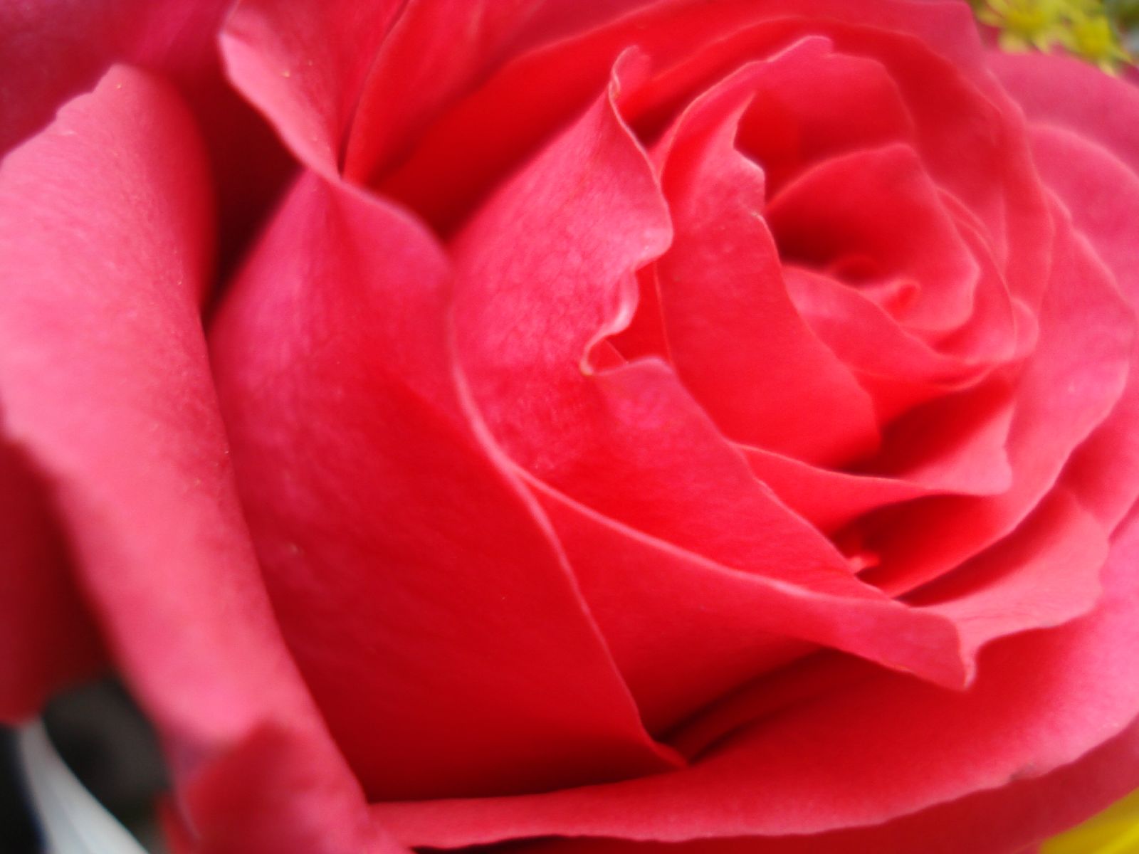 Desktop Inspiratoin: Beautiful Rose Flower Wallpaper