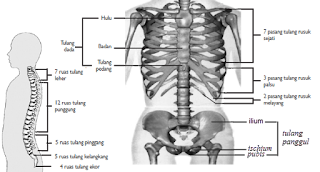Daftar Nama Rangka Manusia beserta Gambar