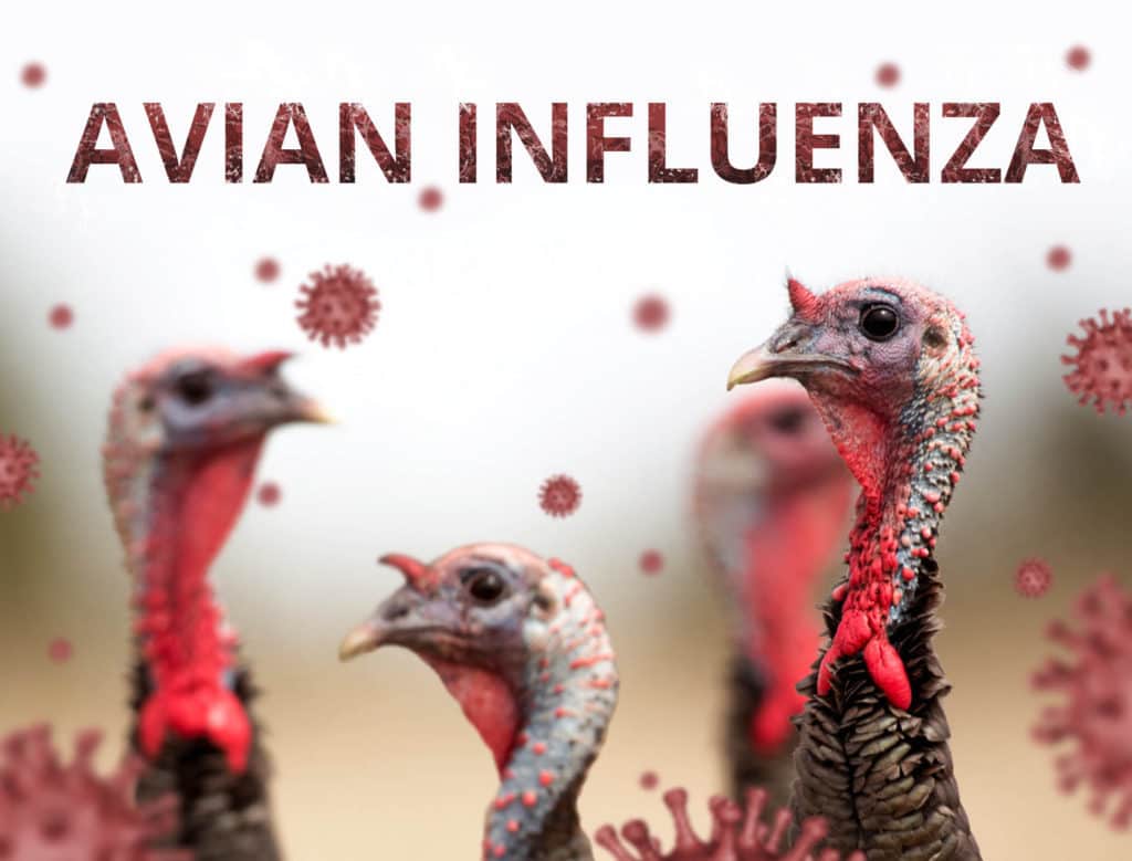 Avian Influenza Risks, Symptoms, Treatment and Prevention