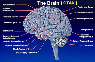 10 Fakta Unik dan Menarik Tentang Otak Kita