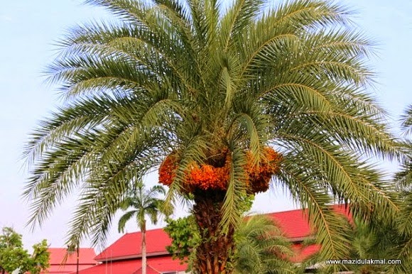  Pohon  Kurma  Berbuah  Lebat di Kota Bahru 9 Gambar  Ohsem 