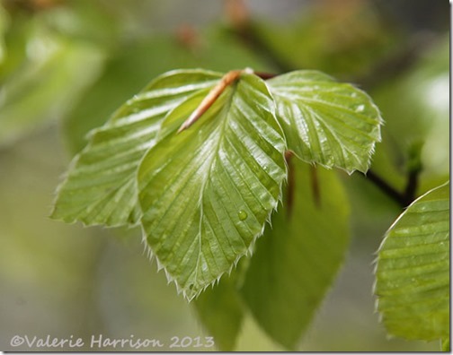 1-beech-leaves