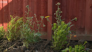 Yarrow