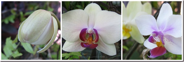 05-17-orchids-collage2