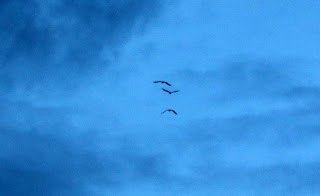 Three very large birds that flew over