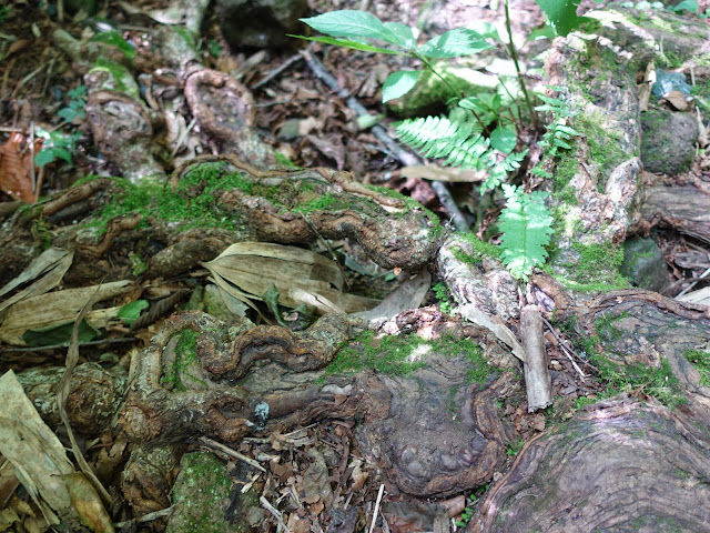 烏ヶ山登山道