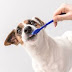 Πλένετε τακτικά τα δόντια του σκύλου σας!