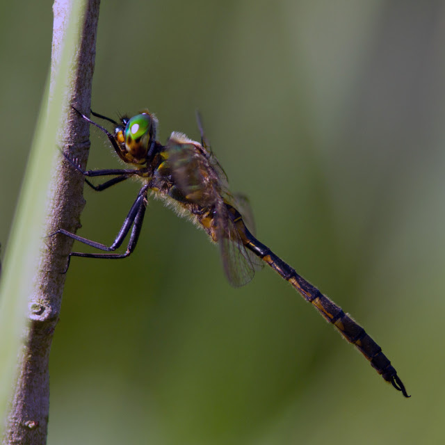 Smaragdlibelle - schöne Insektenbilder