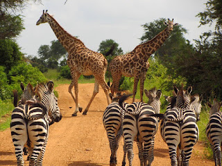 Taman Safari tempat wisata cocok untuk anak