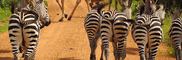 Taman Safari Adalah Tempat Liburan Paling Cocok dan Lengkap Untuk Anak-Anak