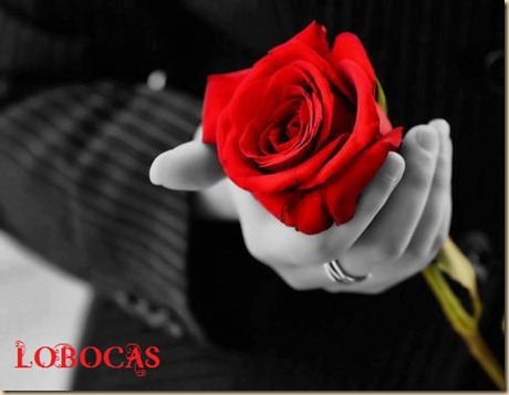 rosa-LoBocAs-5011