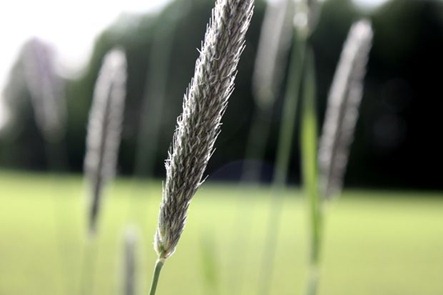 blomst15[1]