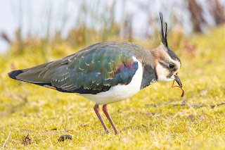 Lapwing DFBridgeman